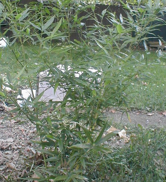 juli-lawrence060076.jpg
