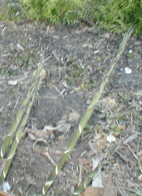 julilawrence160019.jpg