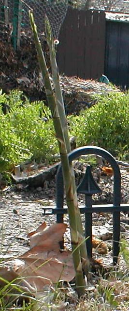 julilawrence230052.jpg