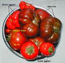 Juli Lawrence