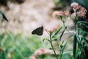 Monarch 