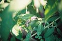 Monarch caterpillar