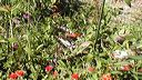 Juli Lawrence