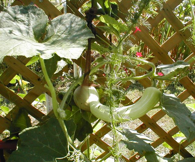 crazygourd.jpg
