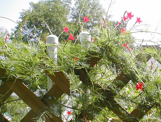 hbird-julilawrence.jpg