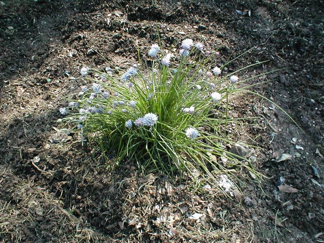 juli-lawrence-chives.jpg
