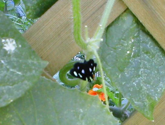 juli_lawrence091.jpg