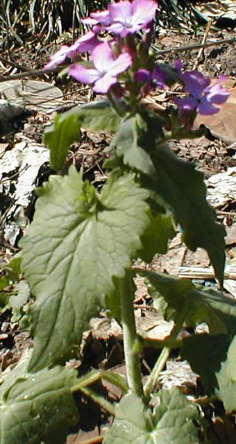 julilawrence020004.jpg