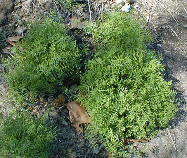 julilawrence020008.jpg