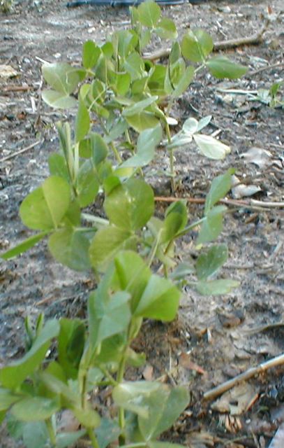 julilawrence160016.jpg