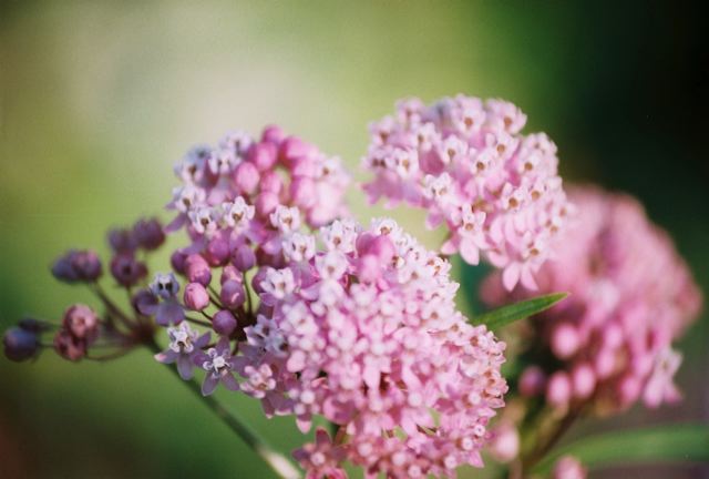 pink.jpg