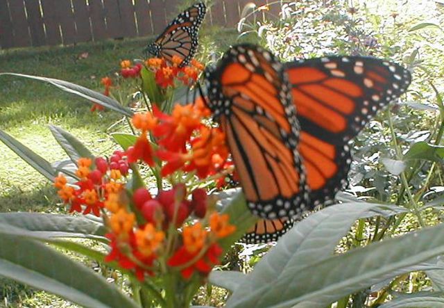 butterfly1.jpg
