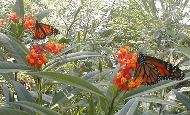 butterfly2.jpg
