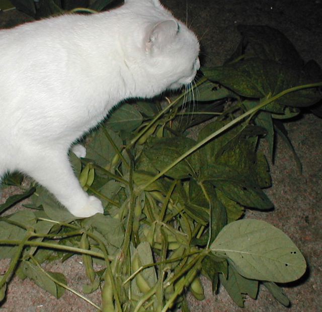 jas1soybeans.jpg