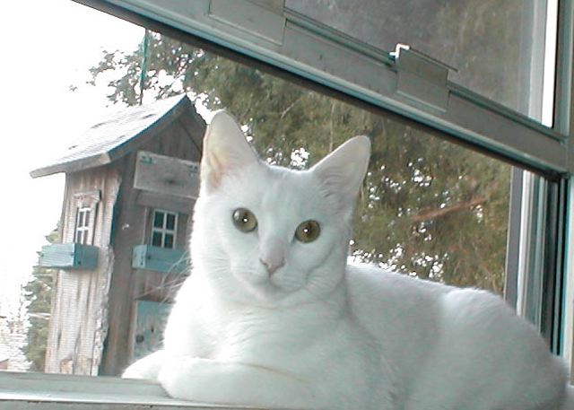 juli-lawrence-jasminewindow.jpg