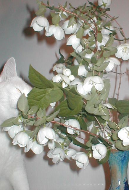 julianne-lawrence-mockorang.jpg