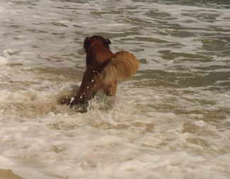 sharikswim.jpg