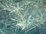 Bamboo