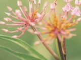 aphidsspentbloom.jpg
