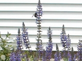 Bee on sage