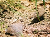 doves in the garden