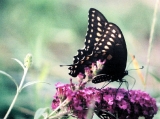 Bird and Bugs and other Critters