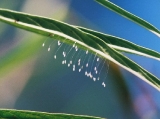 lacewingeggs.jpg