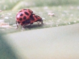 Ladybug sex