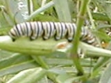 monarchcat2.jpg