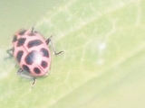 Pink spotted ladybug