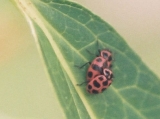 Ladybugs coupling