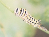 swallowtail cat
