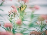 Tiger swallotail