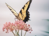 Tiger Swallowtail