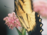 Tiger swallowtail