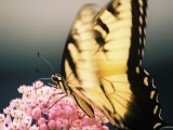 closeup swallowtail