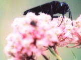 katydid wasp