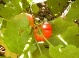 africaneggplant.jpg