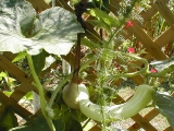 crazygourd.jpg