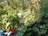 drunkengarden.jpg