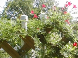 hbird-julilawrence.jpg
