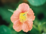 juli-anne-lawrence-0_1d2212.jpg