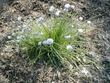 juli-lawrence-chives.jpg