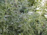 juli_lawrence095.jpg