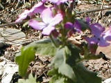 julilawrence020004.jpg