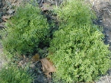 julilawrence020008.jpg