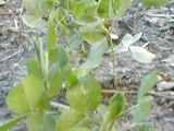 julilawrence160016.jpg