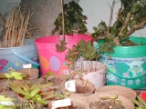 julilawrence210036.jpg