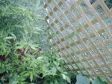 latticecorner.jpg