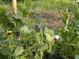 peas.jpg